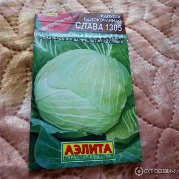 Капуста слава описание сорта фото характеристика отзывы Капуста "Слава": описание сорта, характеристики, фото, отзывы