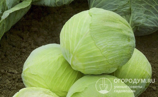 Капуста слава описание сорта фото отзывы Капуста слава 1305 характеристика и описание сорта фото отзывы фото