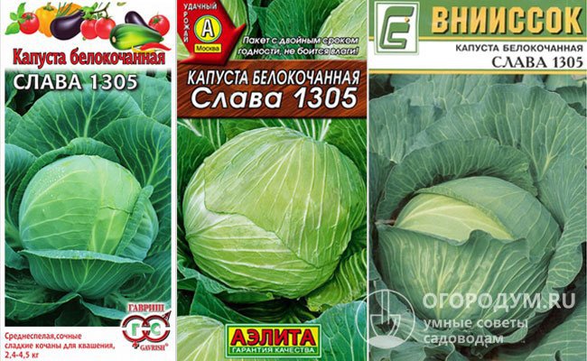 Капуста слава описание сорта фото отзывы садоводов Капуста слава 1305 характеристика и описание сорта фото отзывы фото