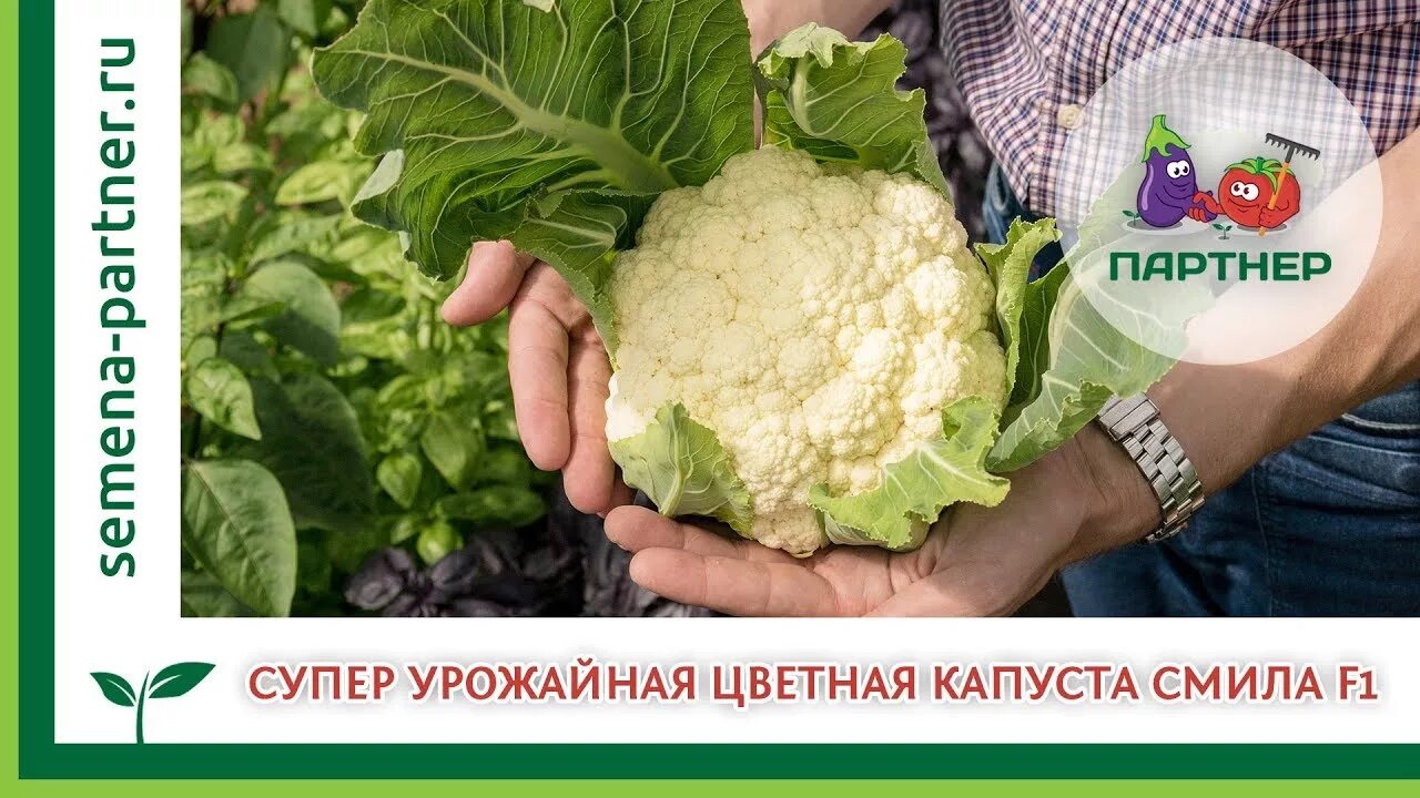 Капуста смилла описание сорта фото отзывы CУПЕРУРОЖАЙНАЯ ЦВЕТНАЯ КАПУСТА СМИЛЛА F1 - YouTube