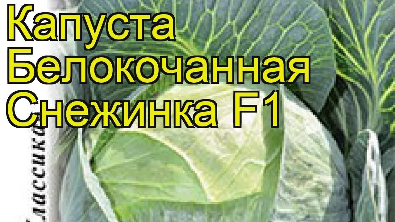 Капуста снежинка описание сорта фото отзывы Капуста белокочанная Снежинка F1. Краткий обзор, описание характеристик brássica