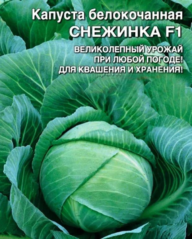 Капуста снежинка описание сорта фото отзывы Семена Капуста б/к Снежинка F1: описание сорта, фото - купить с доставкой или по