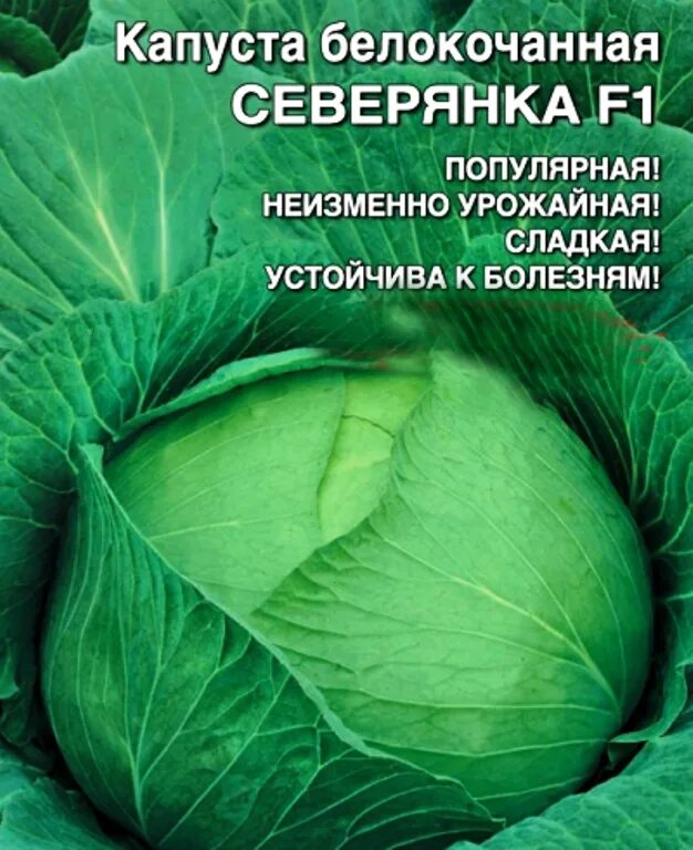 Капуста снежинка описание сорта фото отзывы Семена Капуста б/к Северянка F1: описание сорта, фото - купить с доставкой или п
