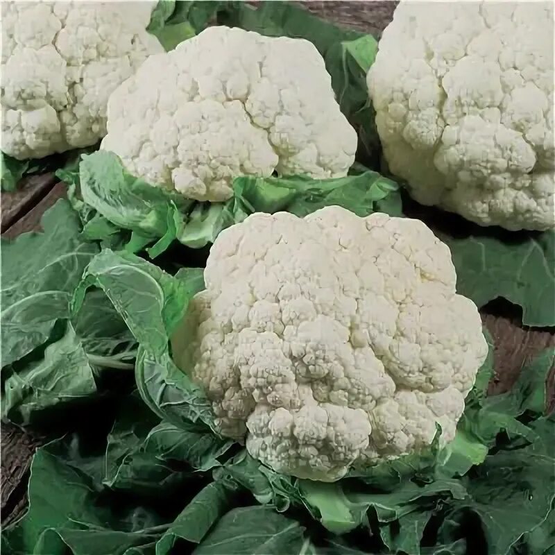Капуста сноуболл фото CHOU FLEUR FREEDOM HF1 - 75 GRAINES - Légumes