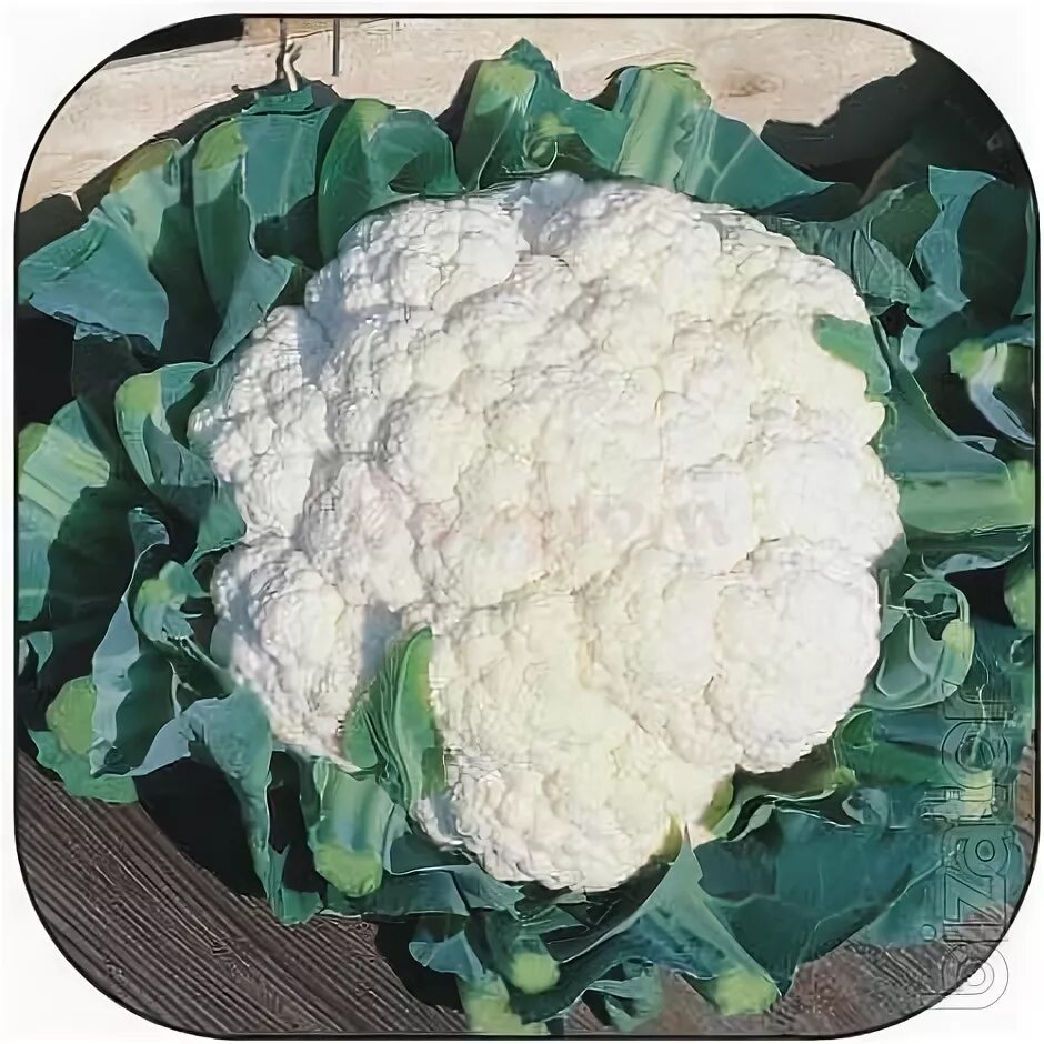 Капуста сноуболл фото Sell seeds cauliflower, snow Bol - Buy on www.bizator.com