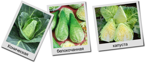 Капуста сонсма описание сорта фото отзывы Сорта белокочанной капусты с кочанами конусовидной (конической) формы. Нежные, с