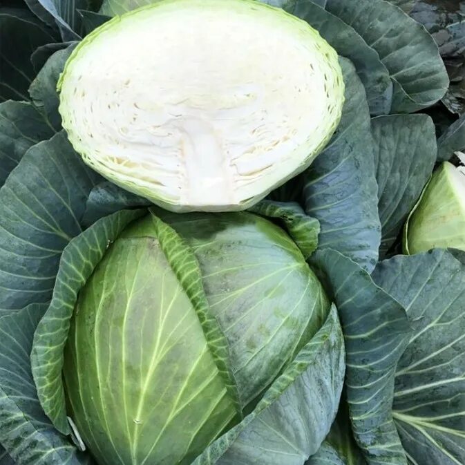 Капуста сорт агрессор характеристика и отзывы фото Купить Семена капусты "Профессор F1" опт, розница доставка по России