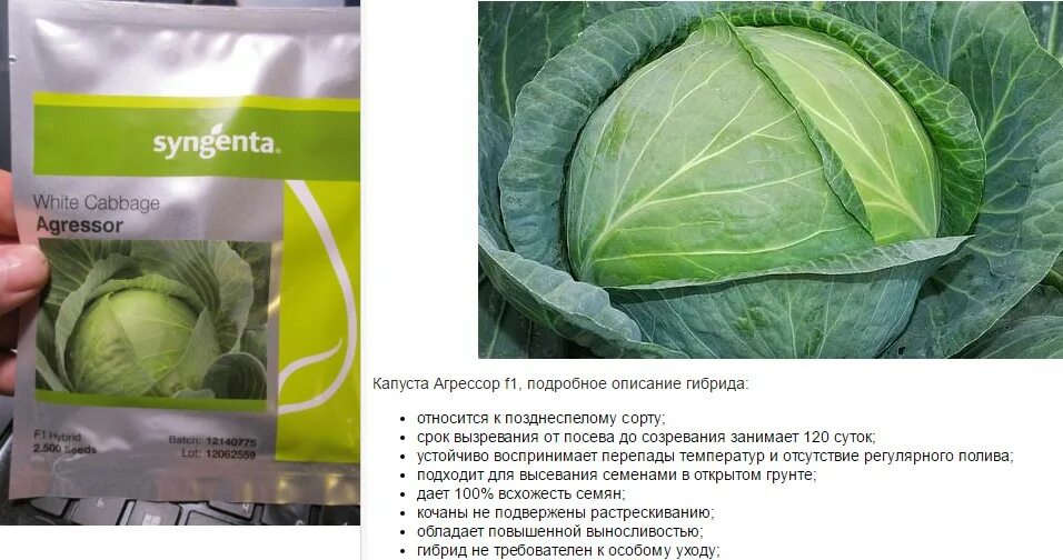 Капуста сорт агрессор характеристика и отзывы фото Капуста Агрессор F1: характеристика и описание гибридного сорта с фото