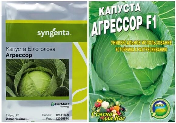Капуста сорт агрессор характеристика и отзывы фото Вирощування, характеристика та опис сорту капусти Агресор