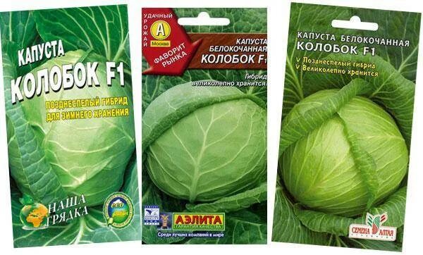 Капуста сорт колобок фото Капуста Колобок: описание сорта, фото, отзывы