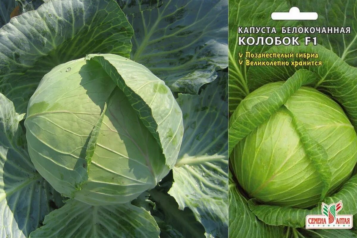 Капуста сорт колобок фото Можно ли квасить капусту сорта колобок фото