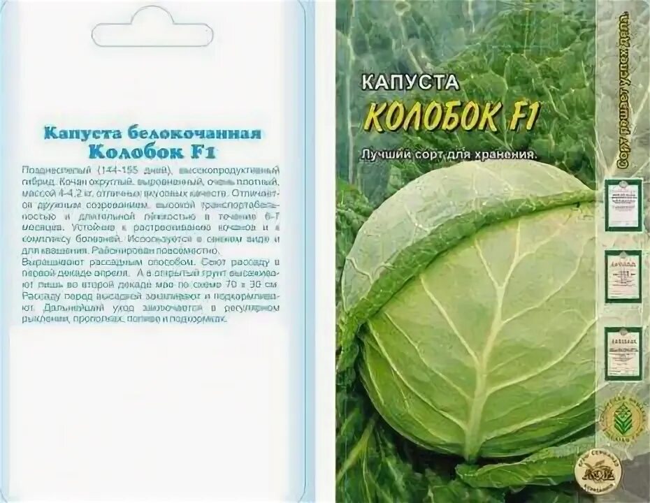 Капуста сорт колобок фото Капуста колобок - CormanStroy.ru