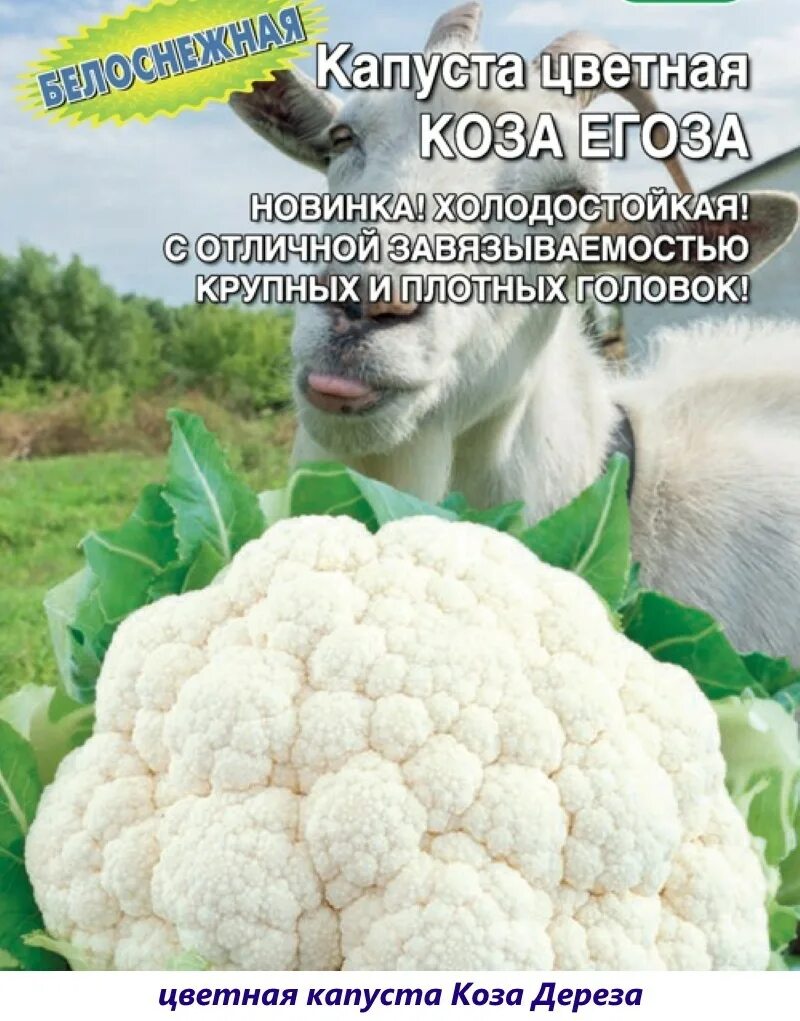 Капуста сорт коза дереза фото Капуста цветная Коза-егоза (Уральский дачник) - купить, заказать в магазине Нату