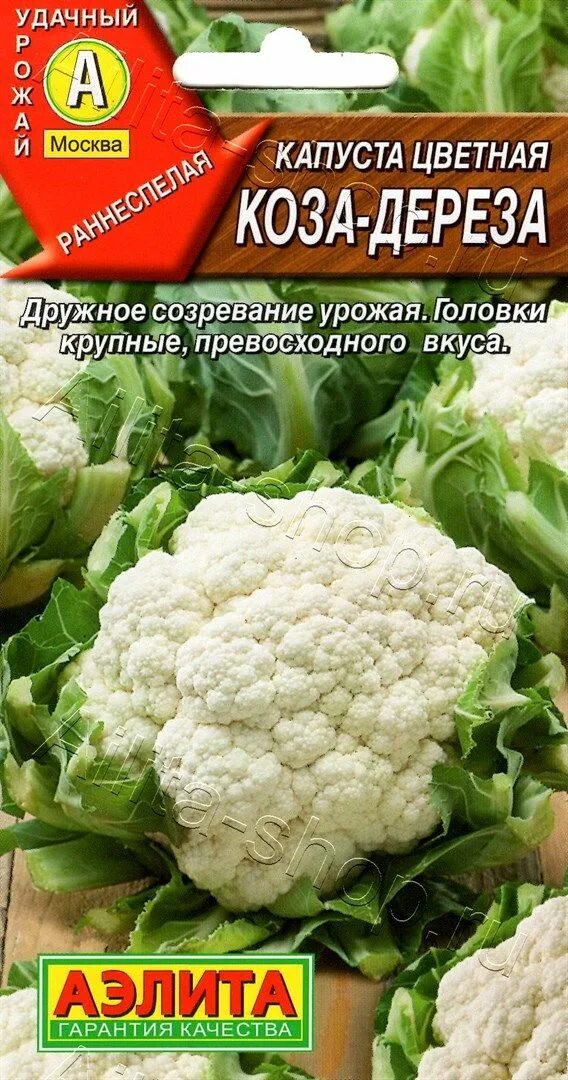 Капуста сорт коза дереза фото Капуста цветная Коза-дереза 0,3г, семена Купить в интернет магазине Аэлита
