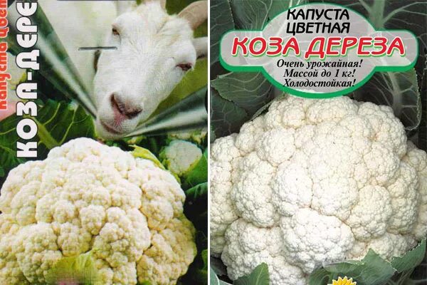 Капуста сорт коза дереза фото Капуста цветная Коза-дереза: отзывы, фото, описание сорта, характеристика, досто