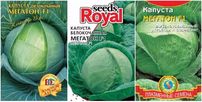 Капуста сорт мегатон отзывы фото капуста мегатон: описание сорта, фото, отзывы