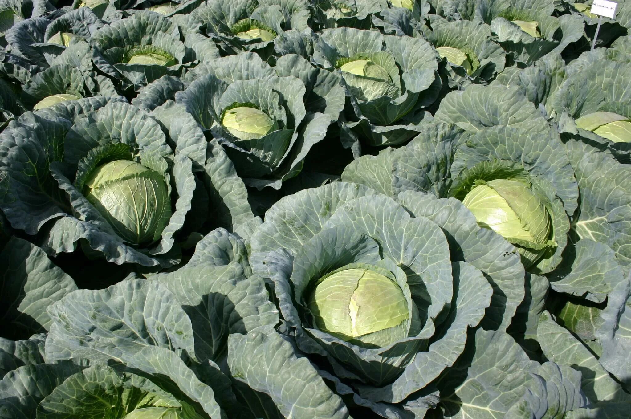 Капуста сорт мегатон отзывы фото Megaton Cabbage (Treated Seed) Seedway