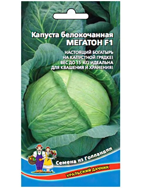 Капуста сорт мегатон отзывы фото Капуста Капуста Белокочанная