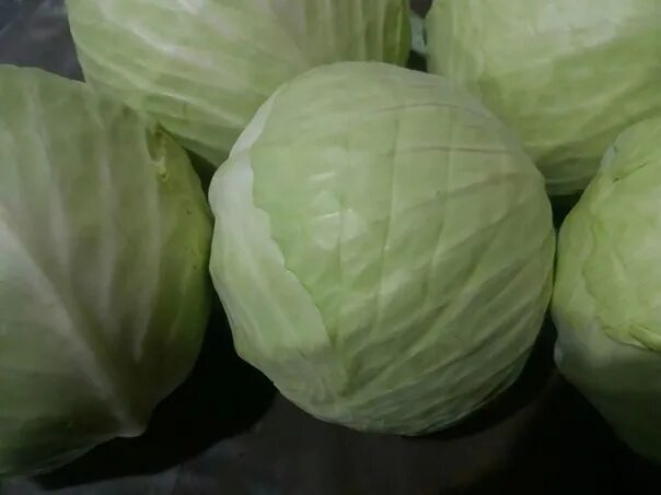 Капуста сорт московская фото I will sell white cabbage. Sort of adaptor. The most delicious, according to buy