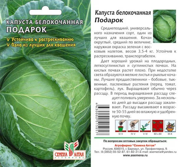 Капуста сорт подарок фото Капуста Подарок/Сем Алт/цп 0,5 гр. Цена за 2 пакетика. Семена овощей