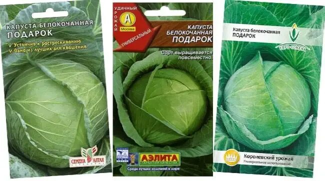 Капуста сорт подарок фото Описание сорта капусты Подарок