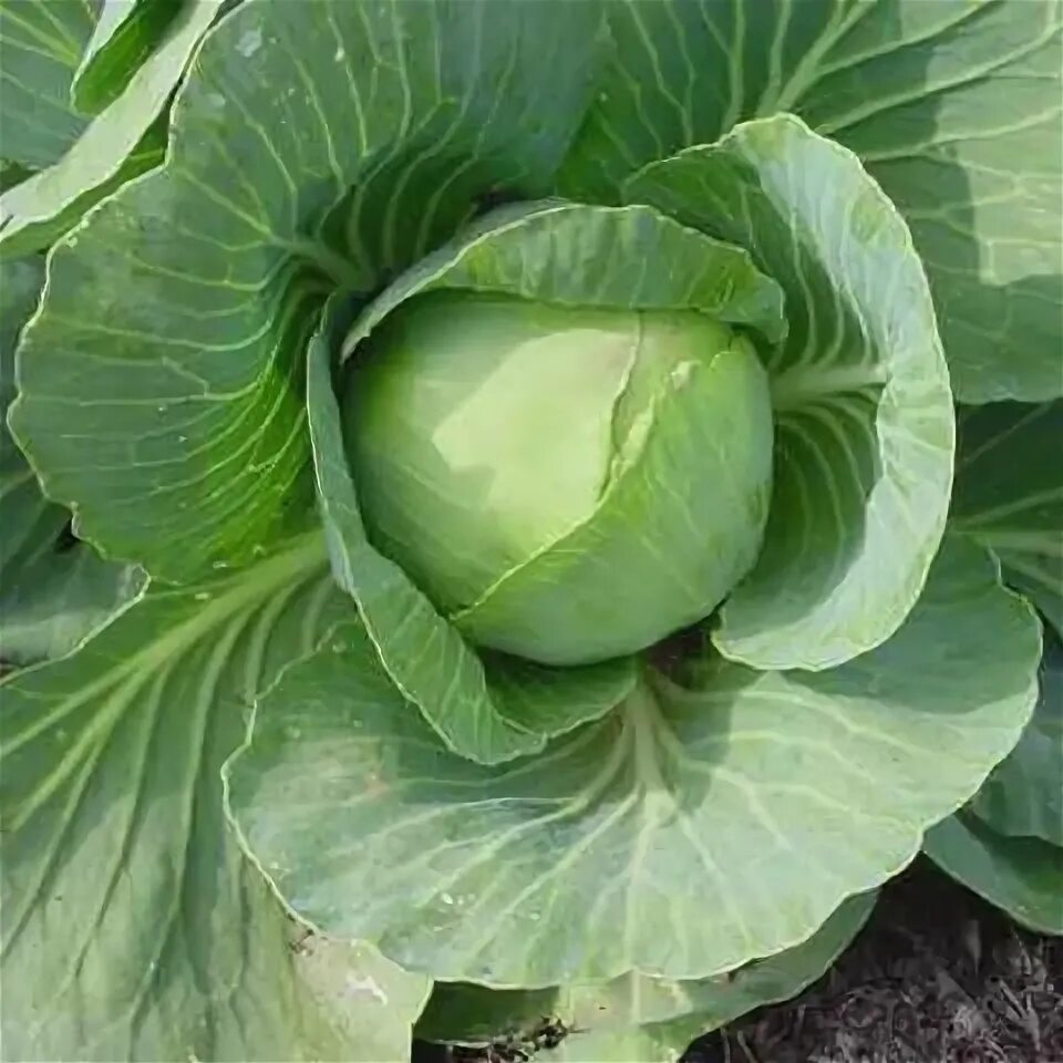 Капуста сорт слава фото Градината - Зеле, главесто зеле, , Brassica oleracea