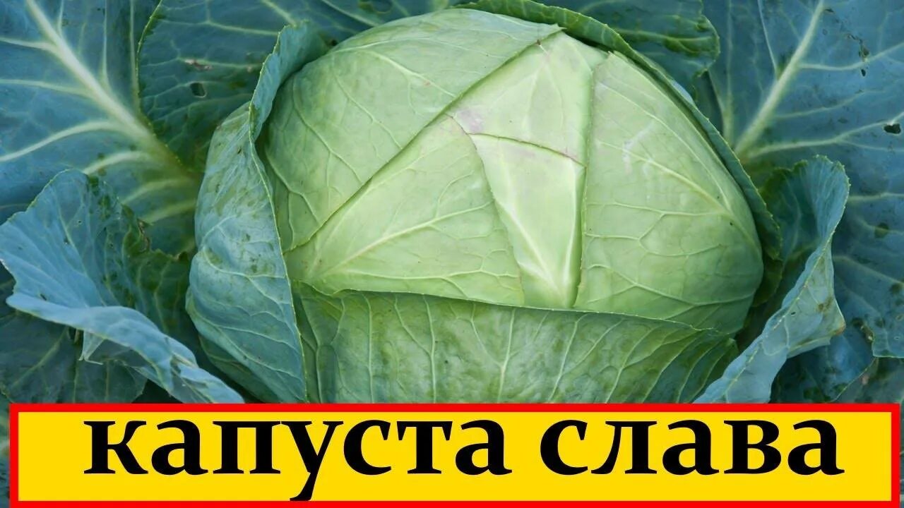 Капуста сорт слава фото Сорт слава капуста фото - Arhids.ru