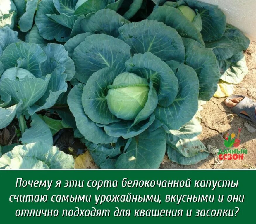 Капуста сорта фото описание Тобия, несколько лет использую этот сорт для квашения, прекрасный сорт, вес кото