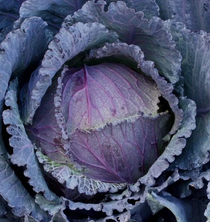 Капуста сорта фото описание How to Grow Cabbage Winter, Herbst