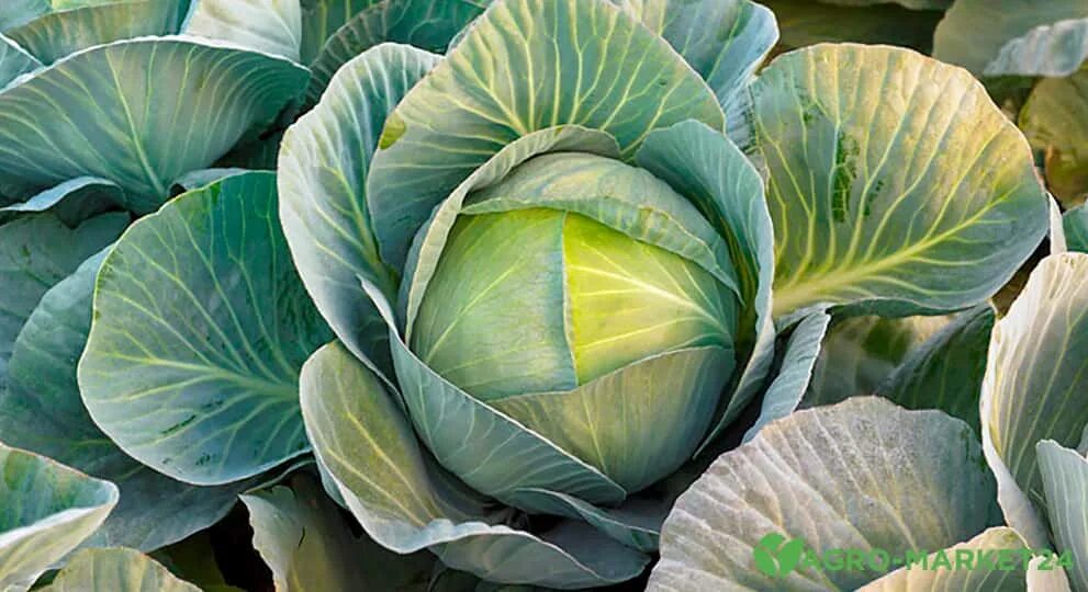 Капуста сорта фото отзывы Лучшие поздней капусты - Agro-Market24