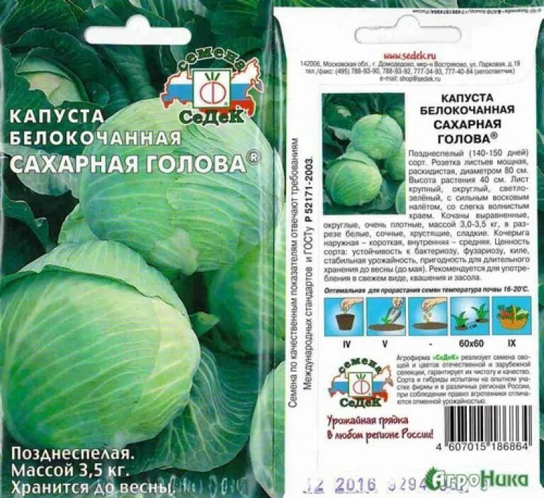 Капуста сорта фото отзывы Сахарная Гора Ц(С)