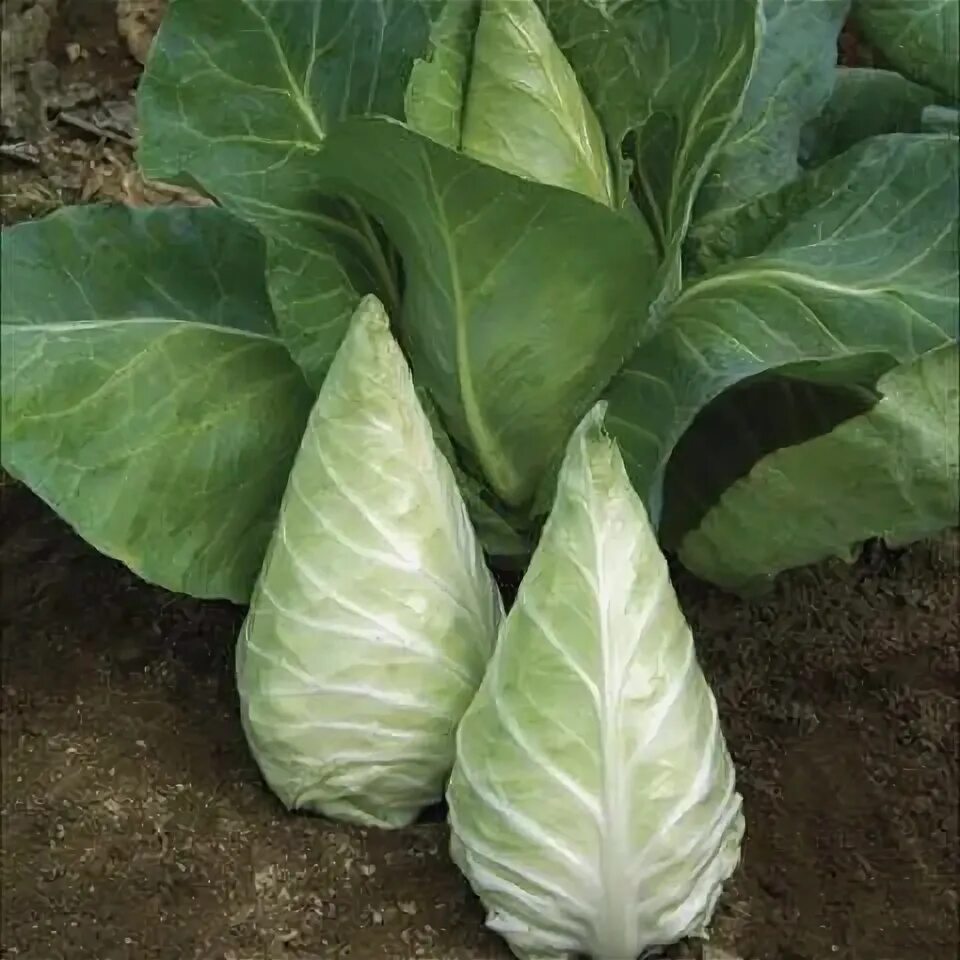 Капуста сорта и виды с фото Photo from Select Seeds Cabbage seeds, Indoor vegetables, Indoor vegetable garde