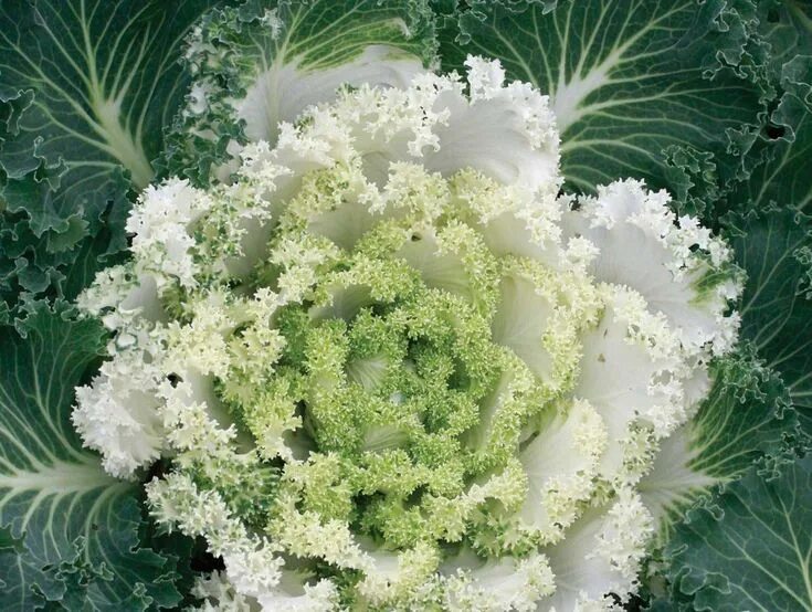 Капуста сорта и виды с фото Осенняя королева - декоративная капуста White gardens, Garden, Cabbage
