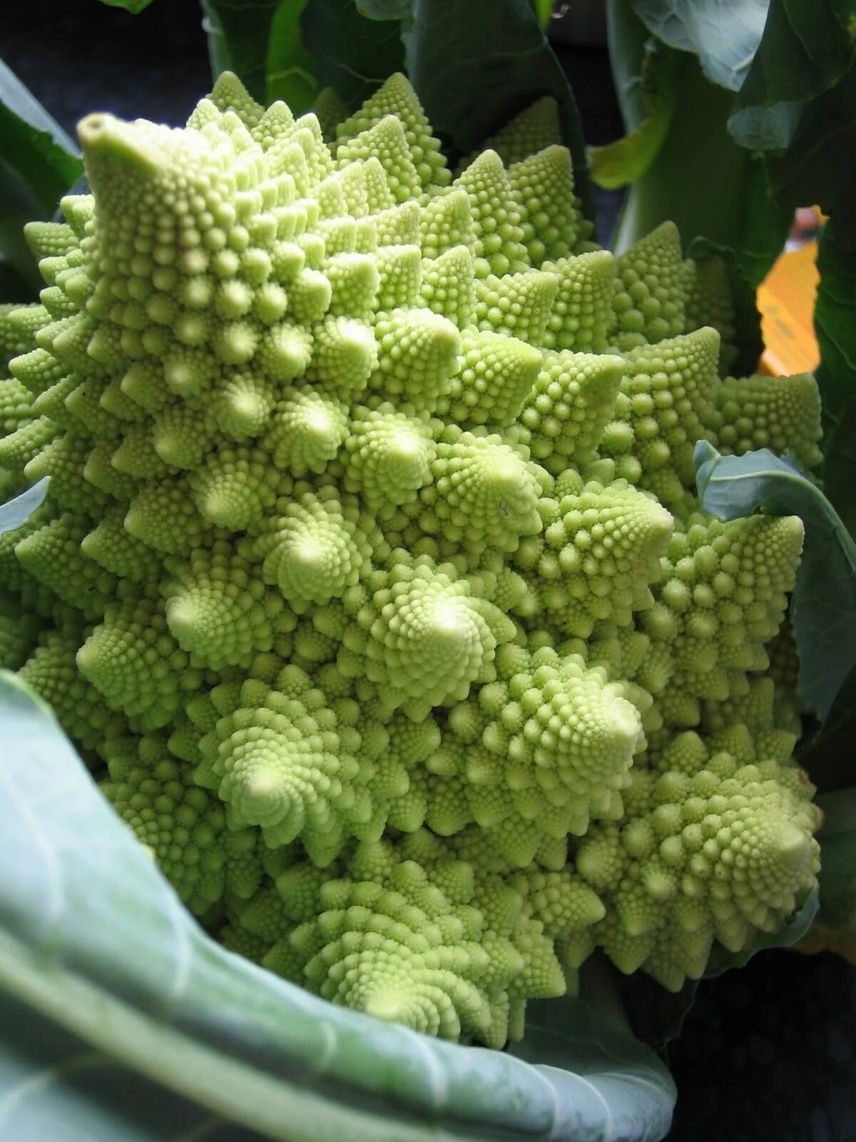 Капуста сорта романеско фото Close-up of Broccoli Growing
