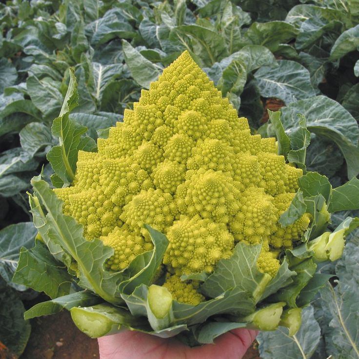Капуста сорта романеско фото Romanesco Cauliflower - Organic Plug Plants to Grow in the Veg Garden Romanesco 