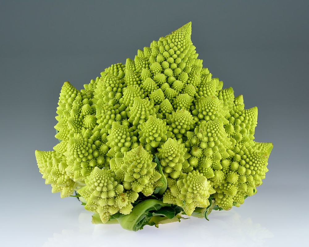 Капуста сорта романеско фото Romanesco broccoli (Brassica oleracea) - Романеско (капуста) - Википедия в 2022 