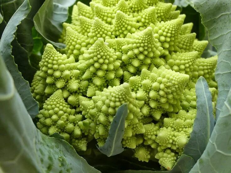 Капуста сорта романеско фото What is The Difference Between Romanesco, Cauliflower, and Broccoli? Romanesco b