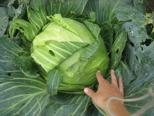 Капуста сорви голова описание сорта фото отзывы Капуста Сахарная голова: характеристика и описание сорта, фото Lifestyle Селдон 
