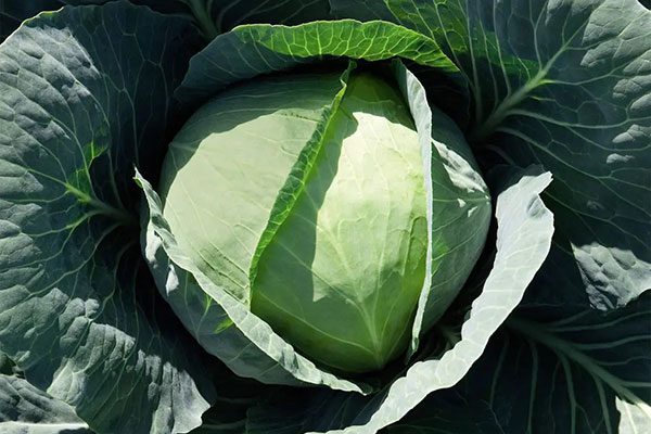 Капуста сорви голова описание сорта фото отзывы Капуста Каменная голова: описание сорта с фото, уход и отзывы
