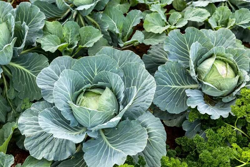 Капуста средняя фото How to Plant and Grow Cabbage Gardener's Path Cabbage seeds, Cabbage plant, Grow