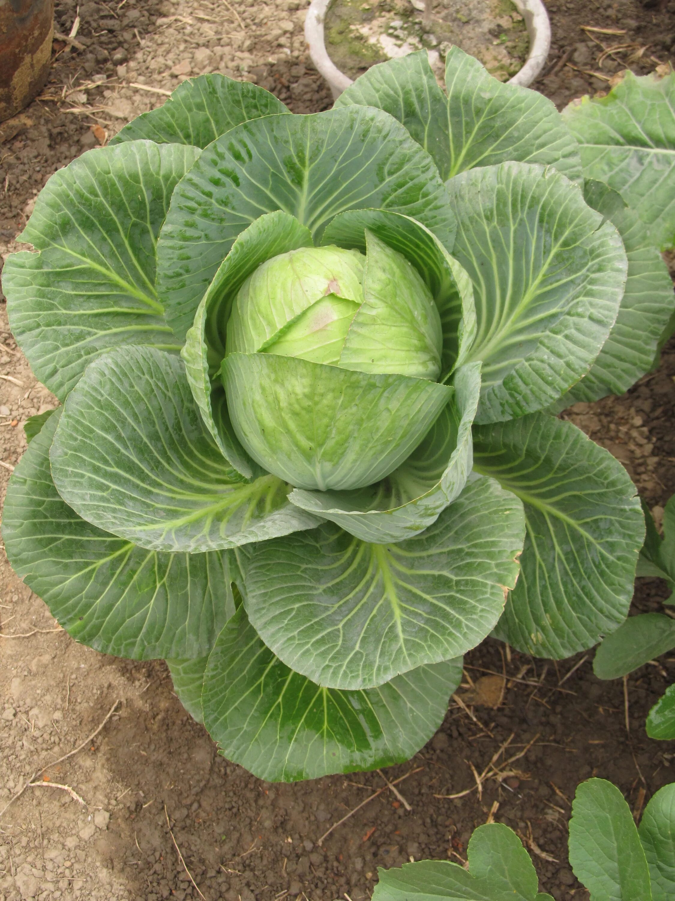 Капуста средняя фото File:Cabbage - Indian Botanic Garden - Howrah 2012-01-29 1735.JPG - Wikimedia Co