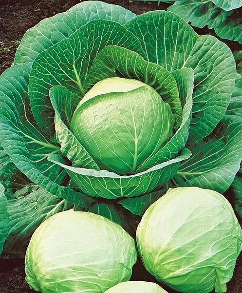Капуста средняя фото Капуста Seminis Cемена капусты_зеленый - купить по выгодным ценам в интернет-маг