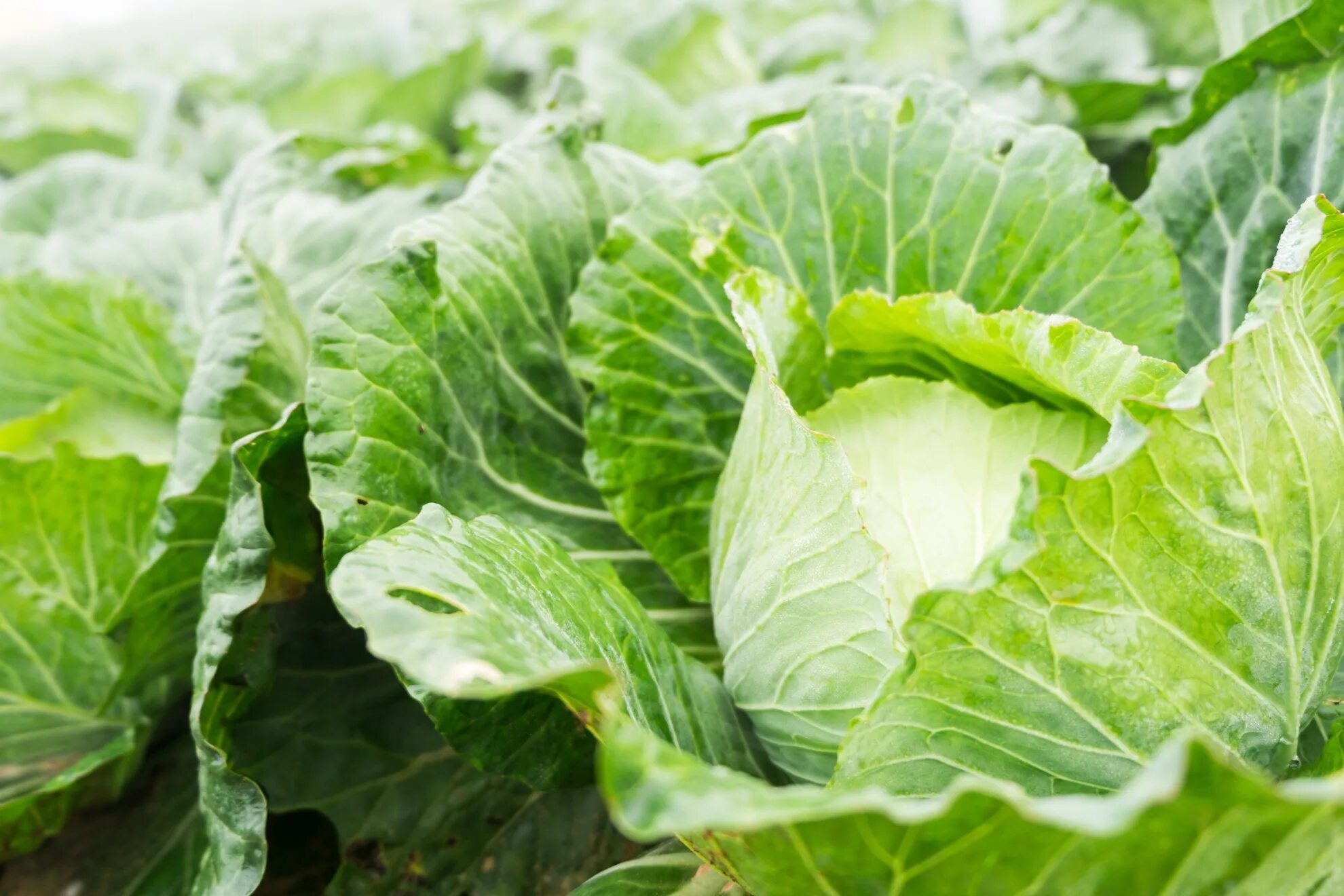 Капуста средняя фото How And When To Harvest Cabbage Horticulture.co.uk