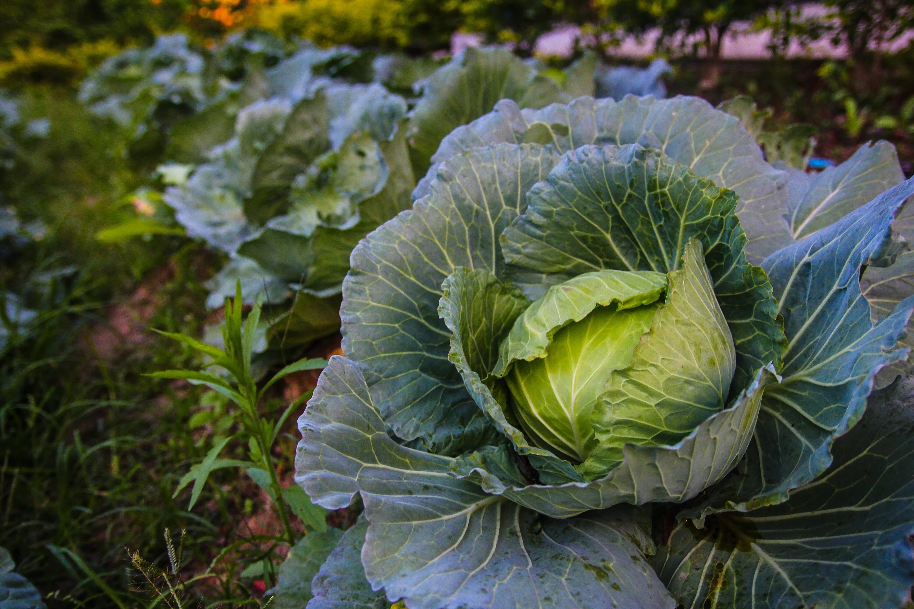 Капуста средняя фото White cabbage, plants on garden bed free image download