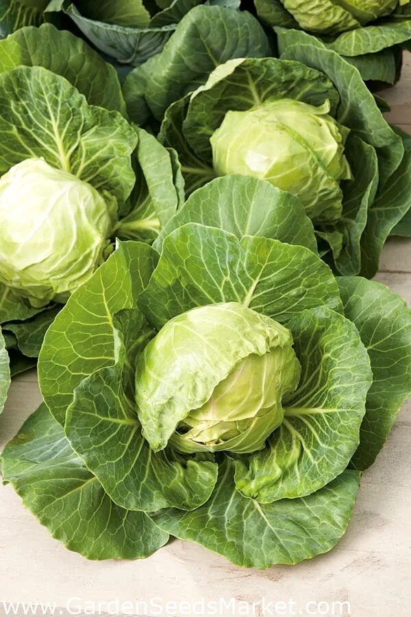 Капуста средняя фото Кочанная капуста - Fantazja - белый - 100 семена - Brassica oleracea convar. cap