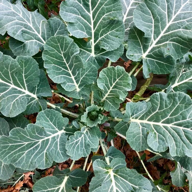 Капуста ствол с листьями фото Brassica oleracea var. Italica Calabrese, Broccoli Calabrese - uploaded by @caro