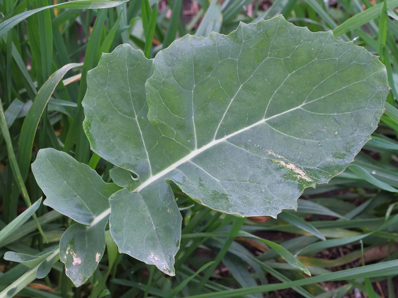 Капуста ствол с листьями фото Brassica napus - Image of an specimen - Plantarium