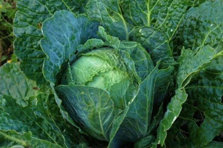 Капуста ствол с листьями фото Grünkohl: unbekannt und begehrt zugleich Cabbage recipes, Cabbage, Whole 30