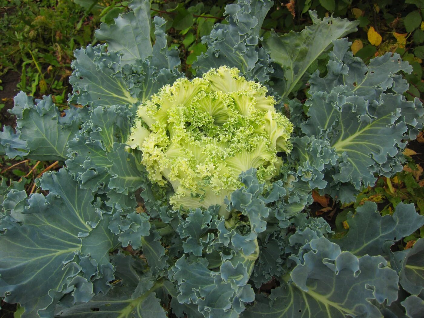 Капуста ствол с листьями фото Brassica oleracea var. viridis - Image of an specimen - Plantarium