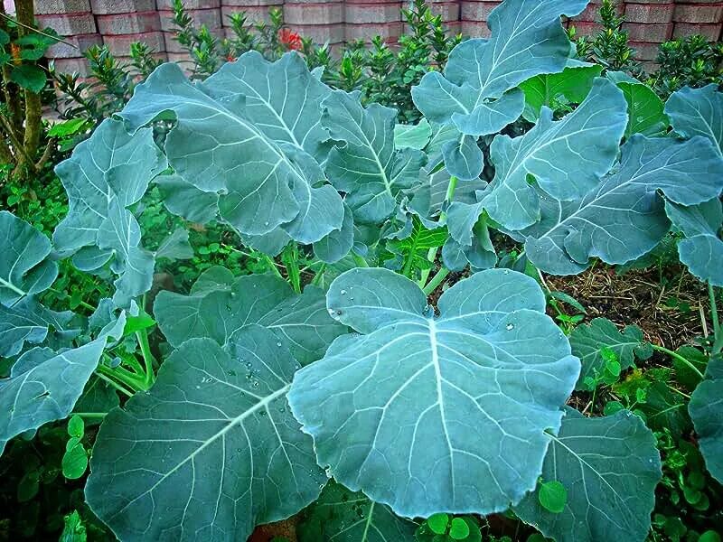 Капуста ствол с листьями фото Amazon.com: Vegetable Plants & Seeds - Zellajake Farm And Garden / Vegetable Pla